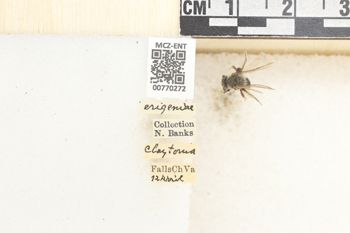 Media type: image;   Entomology 770272 Aspect: Labels